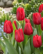 Tulipa Ruby Prince (5 Bulbs)