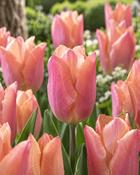 Tulipa Salmon Prince (5 Bulbs)