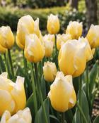 Tulipa Sweetheart (5 Bulbs)