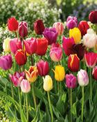 Tulipa Triumph Mixed (5 Bulbs)
