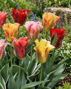 Tulipa Viridiflora Mixed (5 Bulbs)