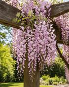 Wisteria Sinensis Rosea (45-50 cm) image
