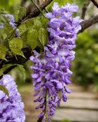 Wisteria Sinensis (45-50 cm) image