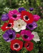 Anemone The Caen (10 Bulbs)