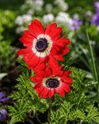 Anemone The Governor (15 Bulbs)