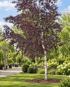Betula Pendula Purpurea (150-160 cm)