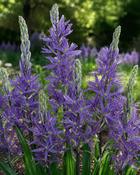 Camassia Leichtinii Caerulea (3 Bulbs)