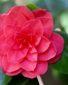 Camellia Japonica Bogliasco (100-110 cm) image