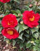 Camellia Japonica Dr. Burnside (100-110 cm) image