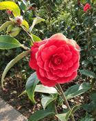 Camellia Japonica Erebo (100-110 cm) image