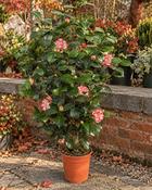 Camellia Japonica Margaret Davis (100-110 cm) image