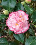 Camellia Japonica Margaret Davis (100-110 cm) image
