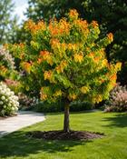 Cercis Canadensis Rising Sun (45–50 cm) image