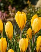 Crocus Golden Yellow (10 Bulbs)