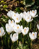 Crocus Jeanne d Arc (10 Bulbs)