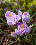Crocus Pickwick (10 Bulbs)