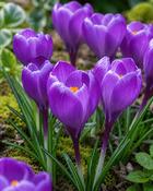 Crocus Remembrance (10 Bulbs)