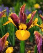 Dutch Iris Bronze/Purple (10 Bulbs)