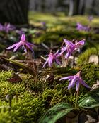Erythronium Dens-Canis (2 Bulbs)