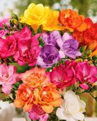 Freesia Double Mixed (10 Bulbs)
