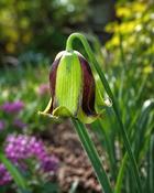 Fritillaria Acmopetala (5 Bulbs)