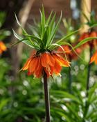 Fritillaria Imperalis Aurora (1 Bulb)