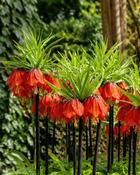 Fritillaria Imperalis Rubra (1 Bulb)
