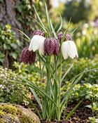 Fritillaria Meleagris Mixed (10 Bulbs)
