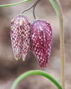 Fritillaria Meleagris Mixed (10 Bulbs) image