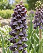 Fritillaria Persica (1 Bulb)