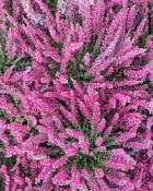 Heathers Mix x8 (10-15 cm)