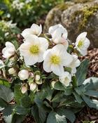 Helleborus Mix (10-15 cm)