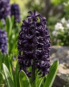 Hyacinthus Blue Saphire (2 Bulbs)