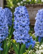 Hyacinthus Delft Blue (3 Bulbs)