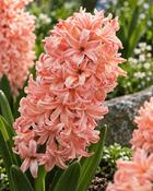 Hyacinthus Gipsy Queen (3 Bulbs)