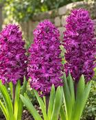 Hyacinthus Woodstock (3 Bulbs)