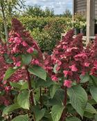 Hydrangea Paniculata Living Infinity