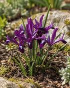 Iris Ret. Purple Gem (10 Bulbs)