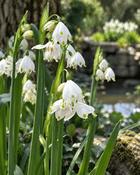 Leucocjum Aestivum (5 Bulbs)