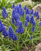 Muscari Armeniacum (15 Bulbs)