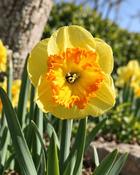 Narcissus Berlin (5 Bulbs)