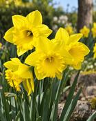 Narcissus Dutch Master (5 Bulbs)