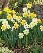 Narcissus Large Cupped Mixed (5 Bulbs)