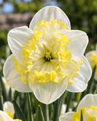 Narcissus Printal (5 Bulbs)