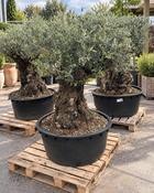 Olea Europaea Bonsai (130 cm)