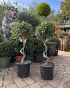 Olea Europaea - Spiral (65-70 cm) image