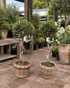 Olea Europaea - Spiral in Wicker Basket (65-70 cm) image