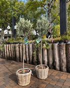 Olea Europaea - Stem in Basket (130-140 cm) image