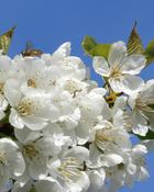 Prunus Avium (160-170 cm) image