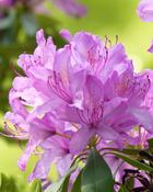 Rhododendron Everestianum (35-40 cm) image